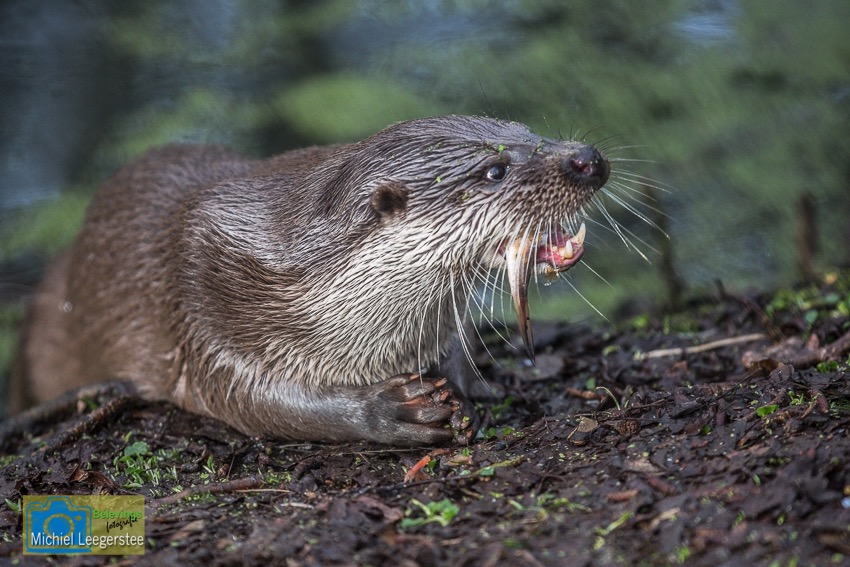BF_Anholt_OTTER-4570