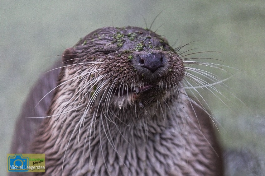 BF_Anholt_OTTER-4573