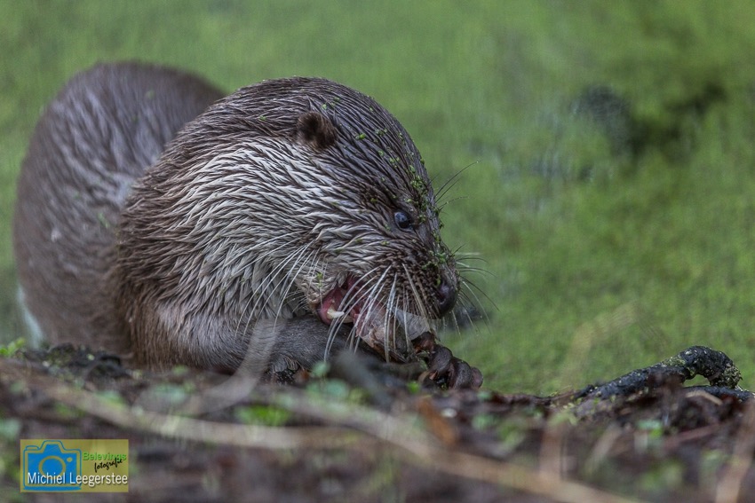 BF_Anholt_OTTER-4576