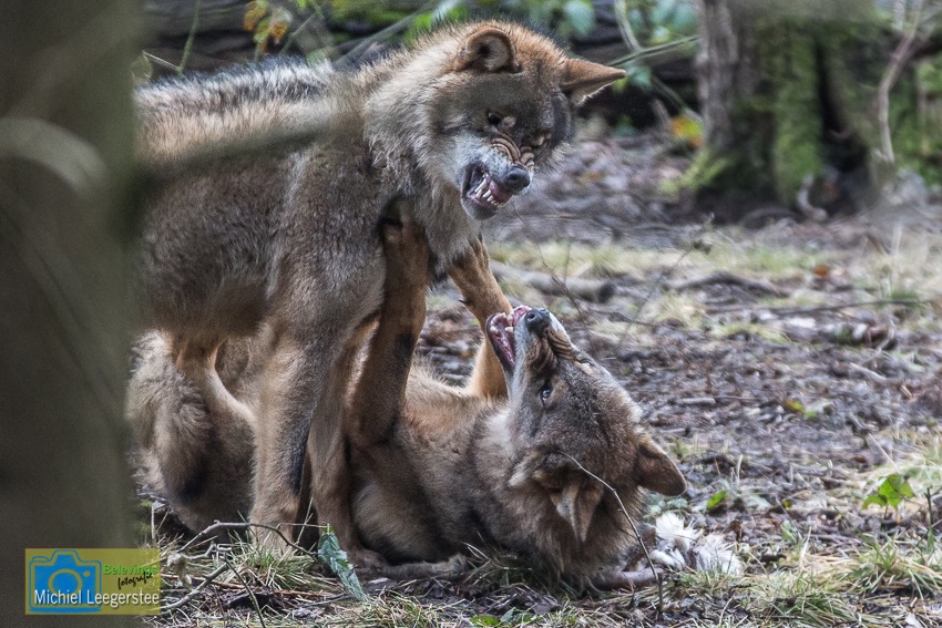 BF_Anholt_Wolf2-4674