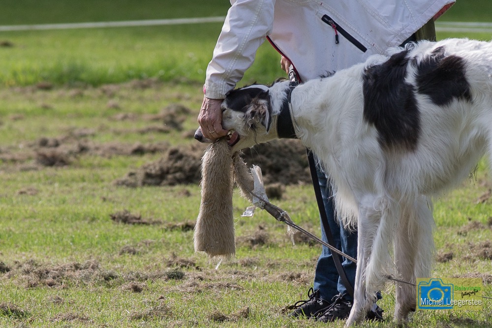 BF_Barzoi-6821