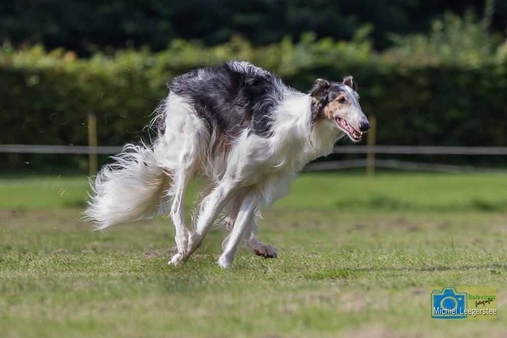 BF_Barzoi-6849