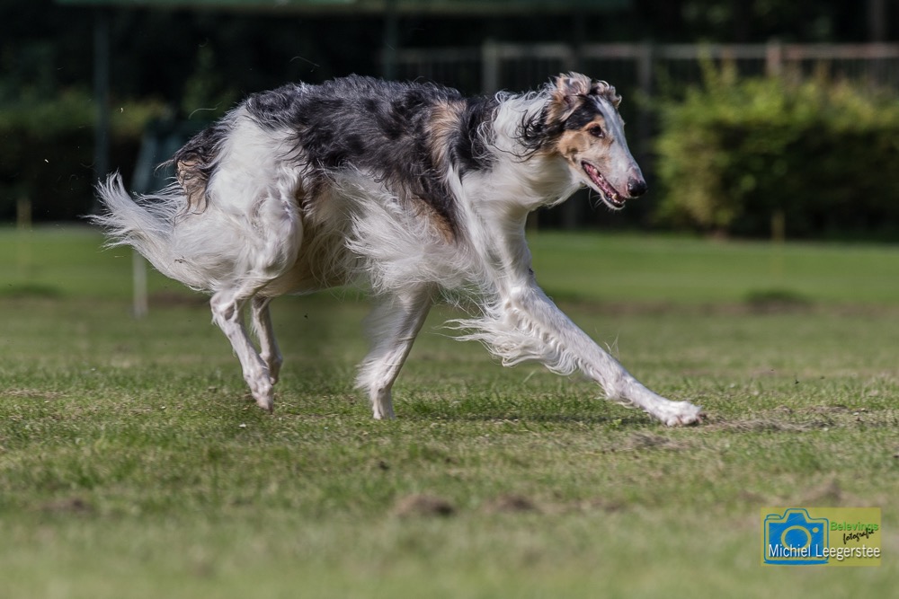 BF_Barzoi-6851