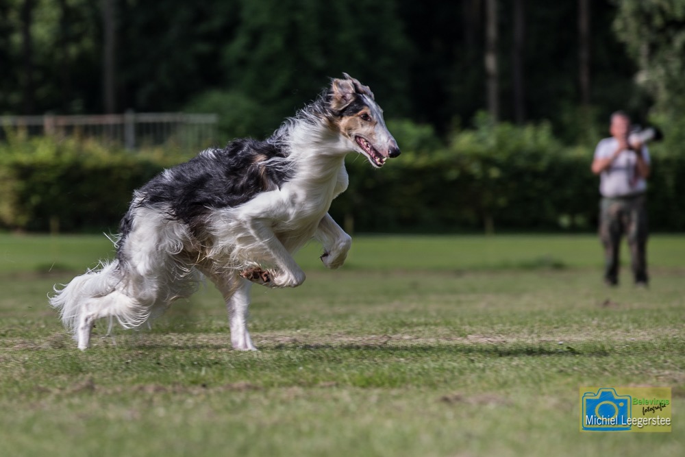 BF_Barzoi-6852