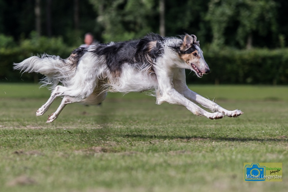 BF_Barzoi-6853