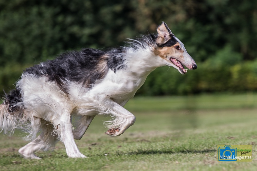 BF_Barzoi-6854