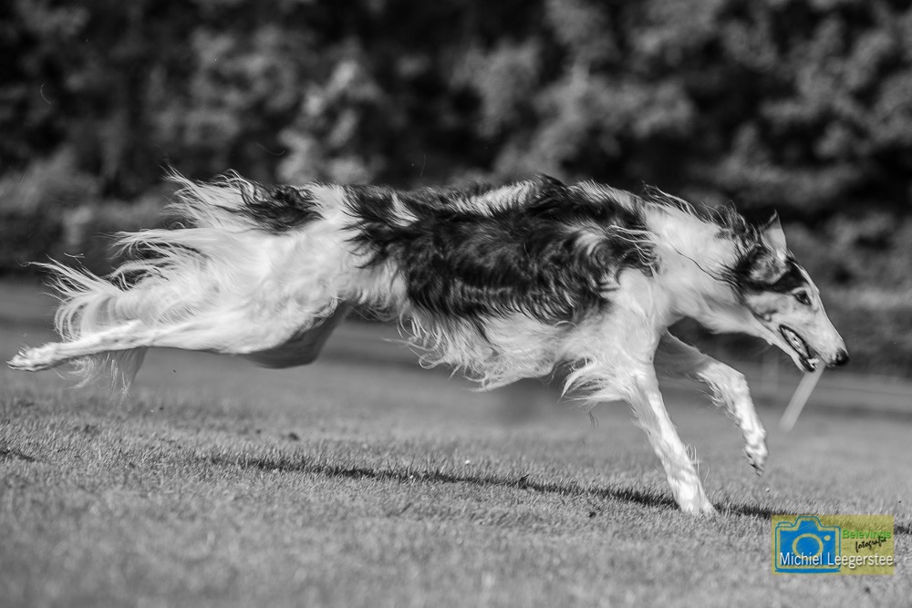 BF_Barzoi-6855