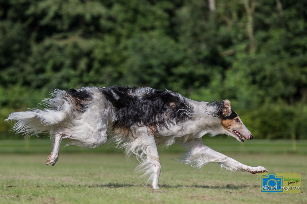 BF_Barzoi-6856