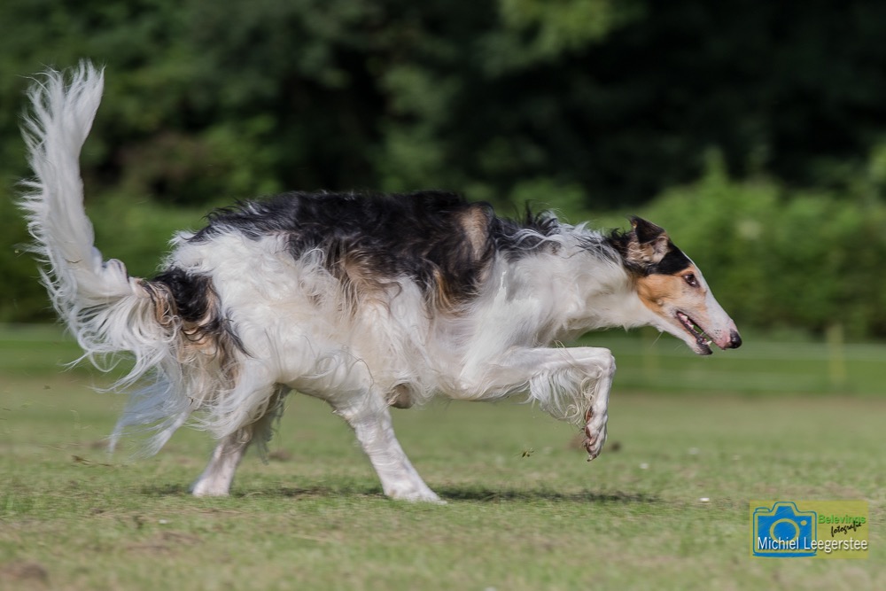 BF_Barzoi-6857