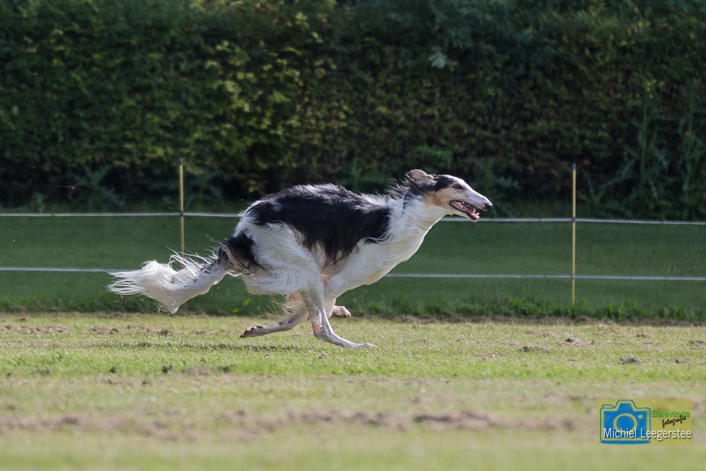 BF_Barzoi-6861
