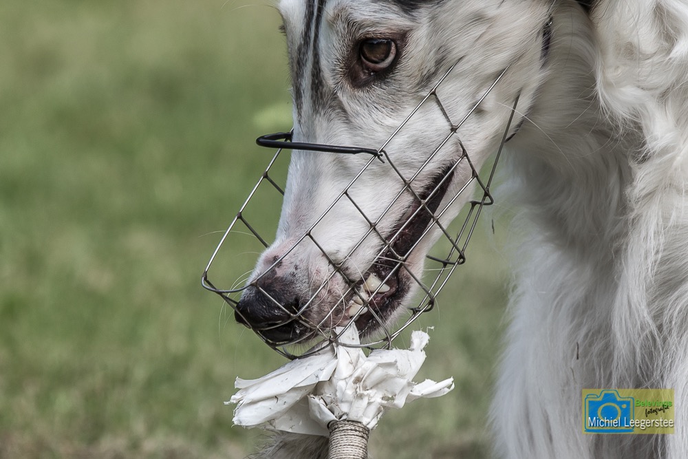 BF_Barzoi-7422