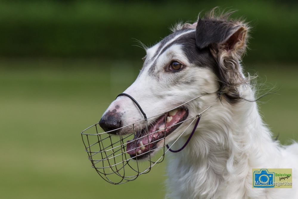 BF_Barzoi-7424