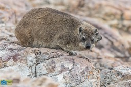 BF_Dassie-9103