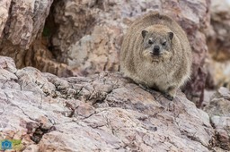 BF_Dassie-9109