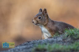 BF_Eekhoorn-0165