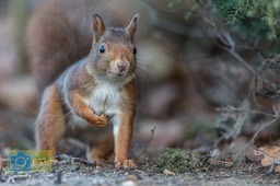 BF_Eekhoorn-0181