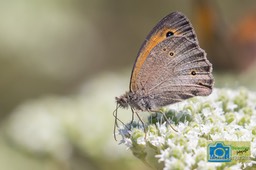 BF_Grote schaduwzandoog_Kirinia roxelana-1116