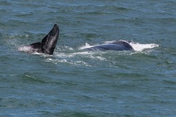 BF_Hermanus-9617