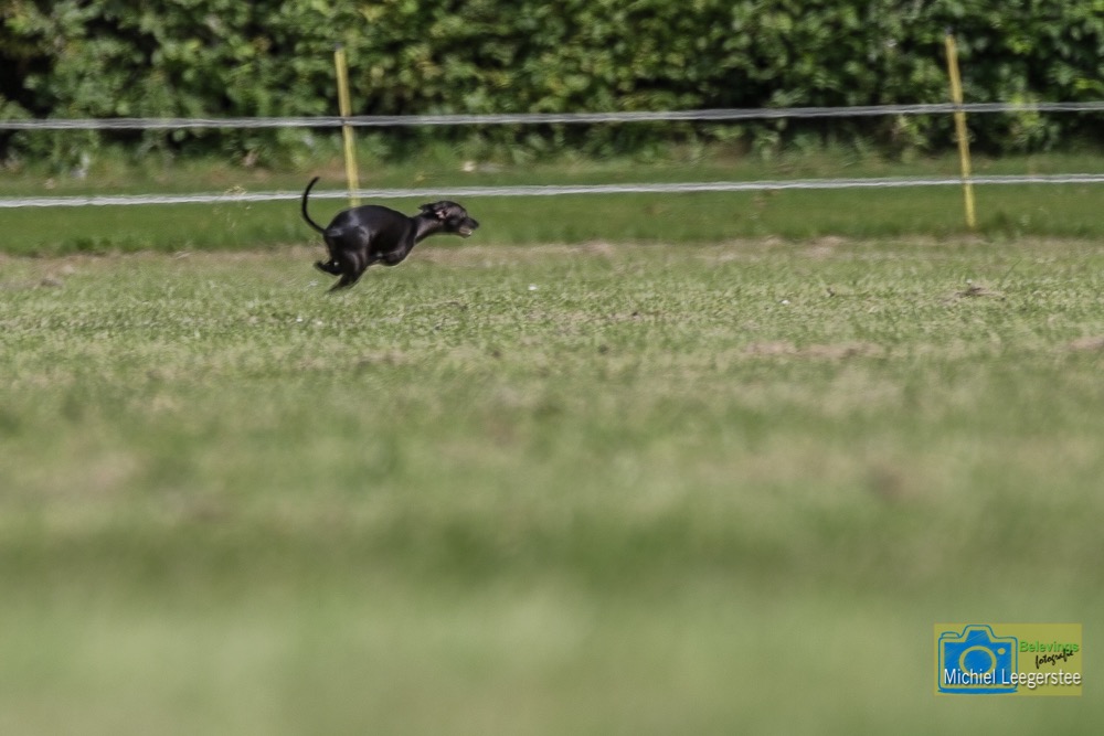 BF_ItaliaansWindhondje-7297