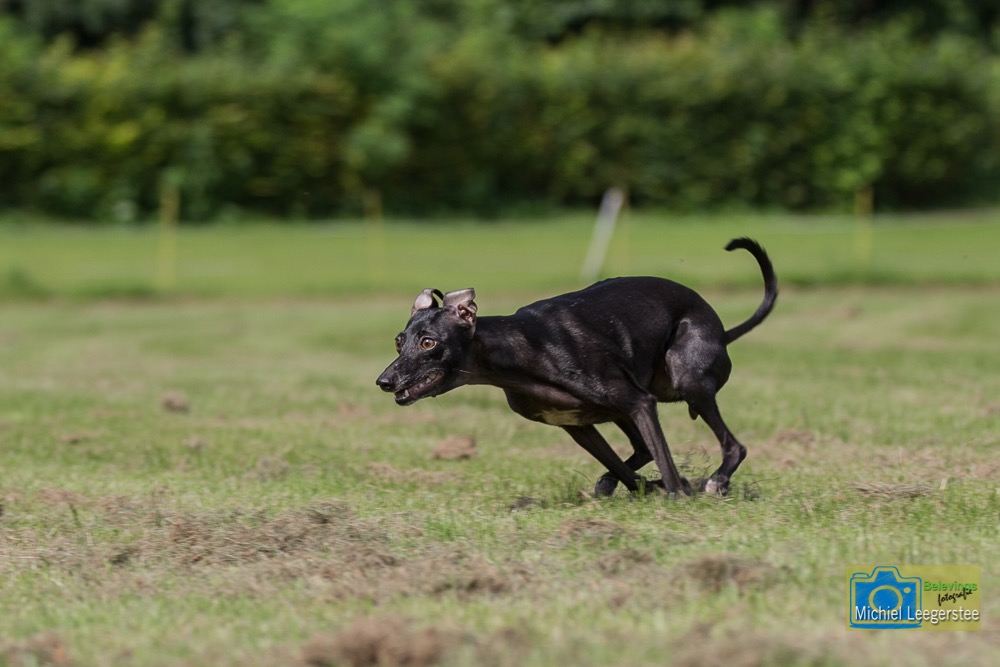 BF_ItaliaansWindhondje-7311