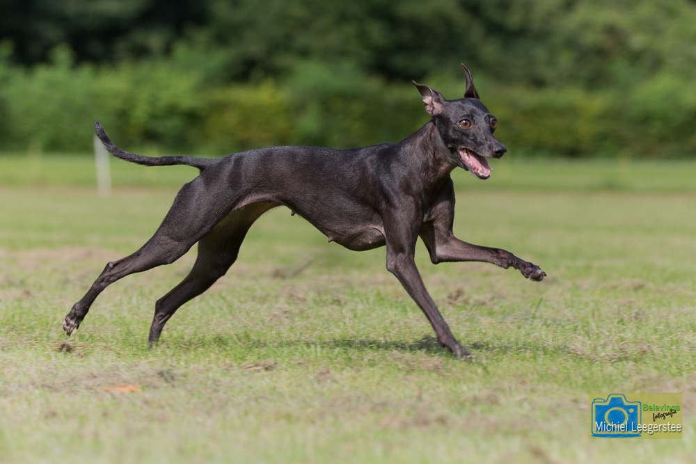BF_ItaliaansWindhondje-7314