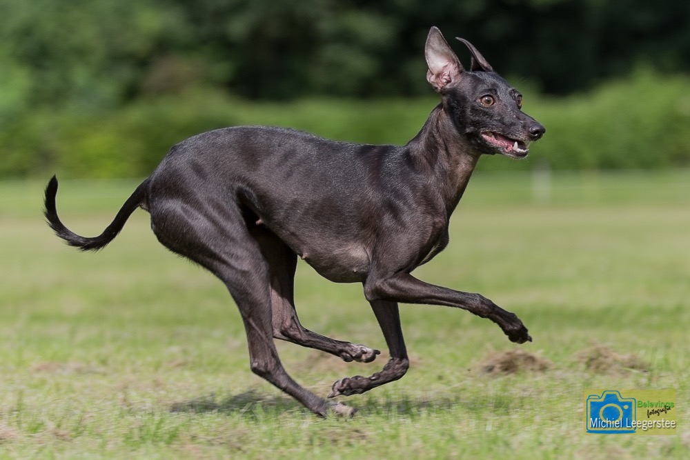 BF_ItaliaansWindhondje-7316