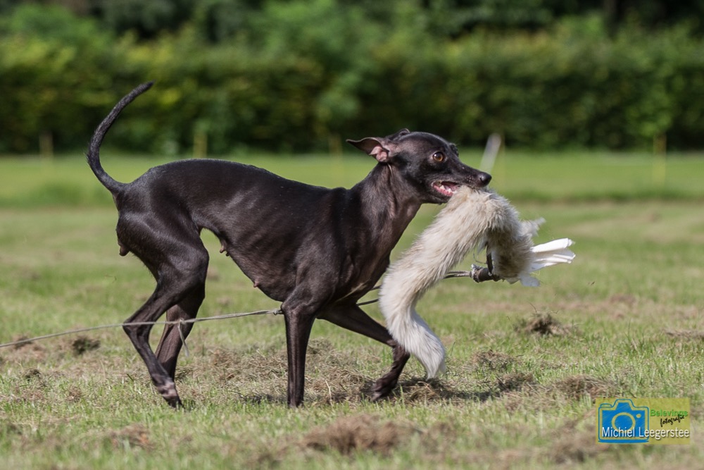 BF_ItaliaansWindhondje-7320
