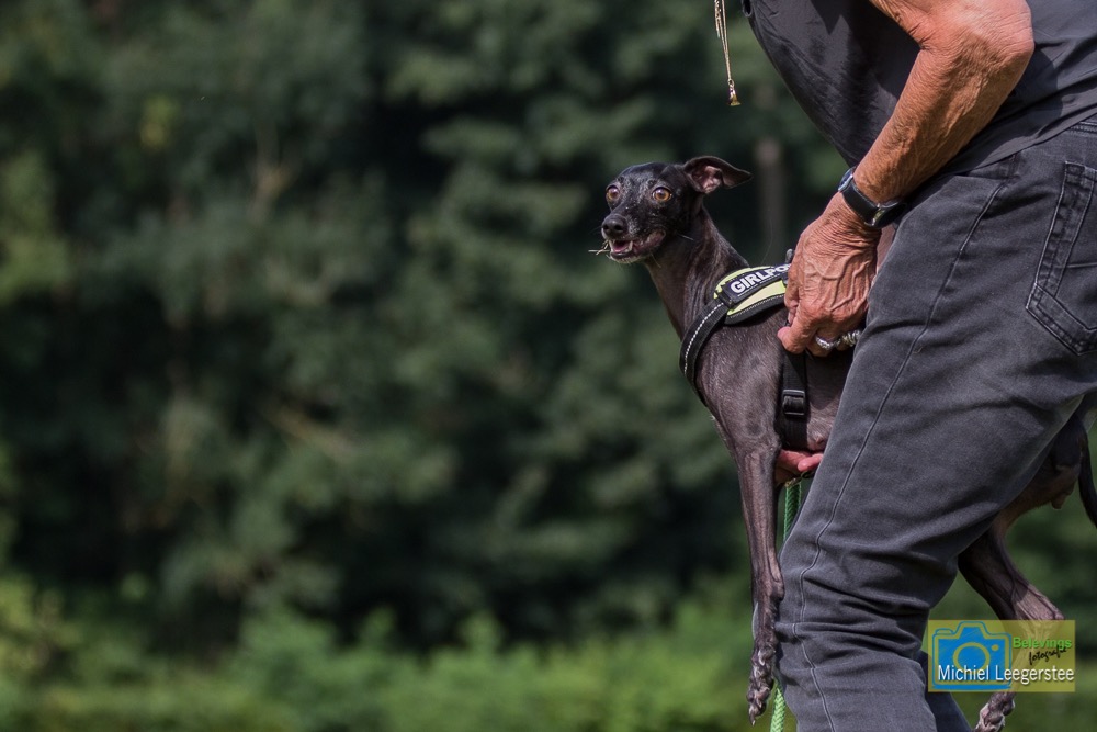 BF_ItaliaansWindhondje-7327