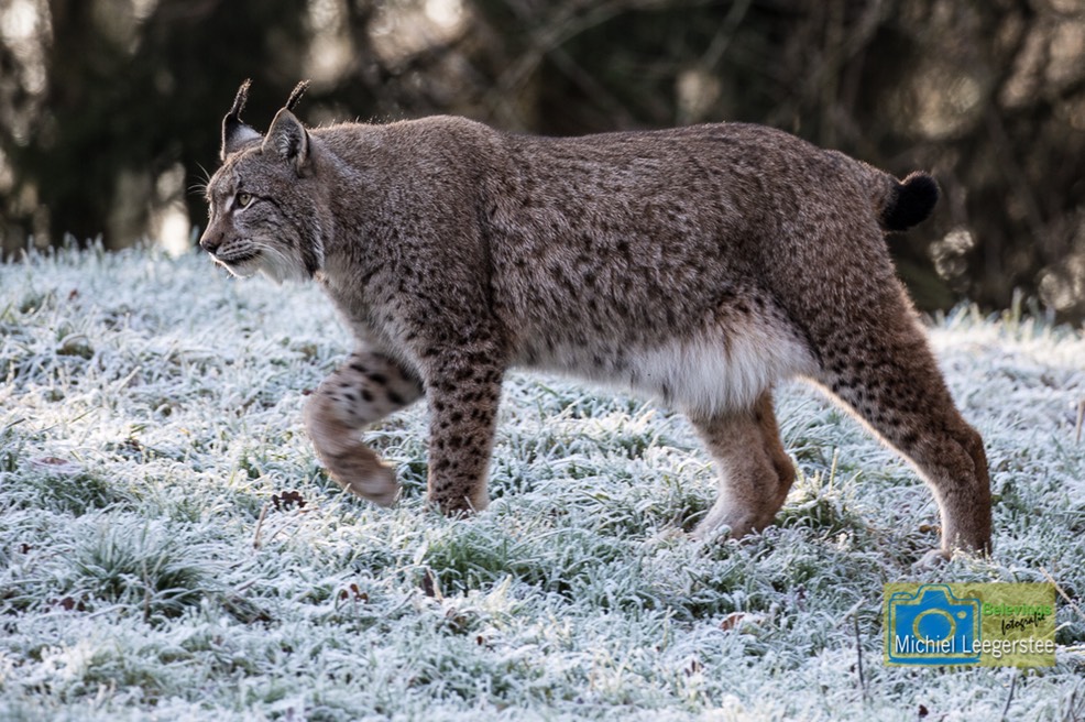BF LynxSneeuw-2133