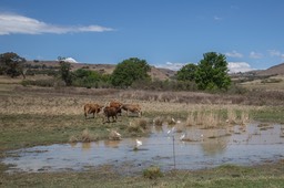 BF_pigploughna-7179