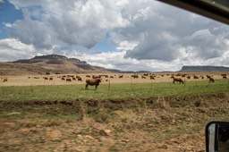 BF_pigploughna-7192