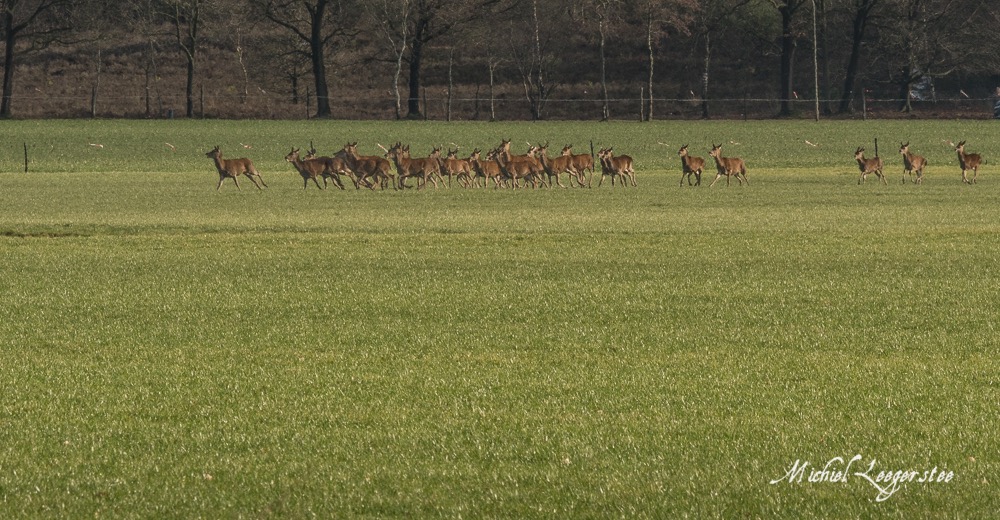 BF_Roedelherten-2039075Leuvenum TuinErmelo DNG_2039075