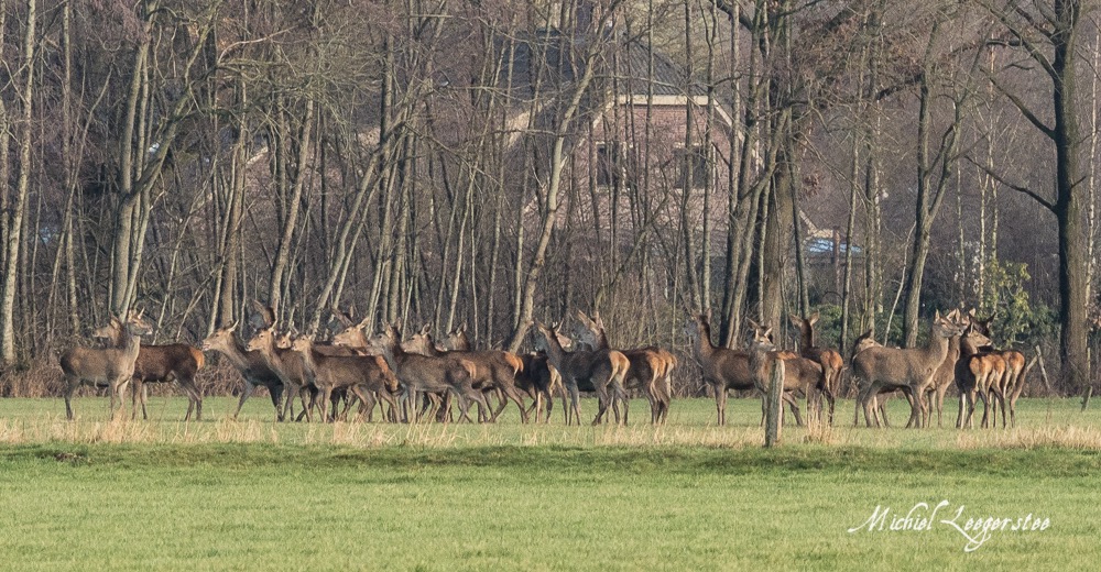 BF_Roedelherten-2039110Leuvenum TuinErmelo DNG_2039110