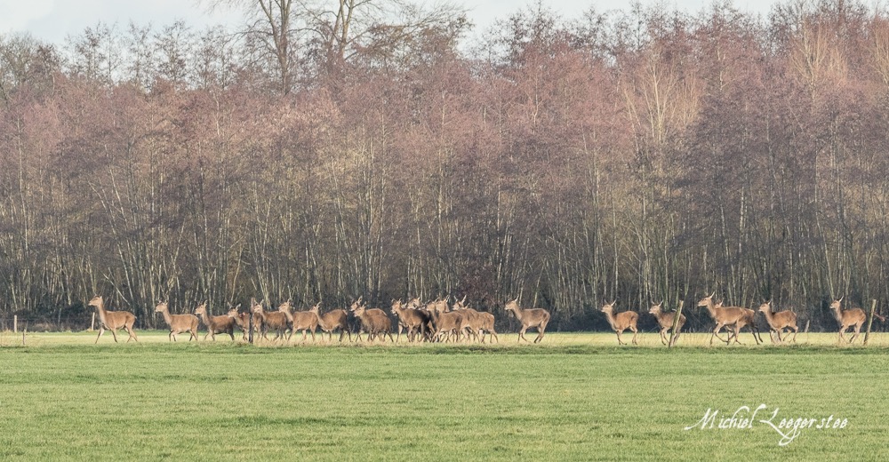 BF_Roedelherten-2039121Leuvenum TuinErmelo DNG_2039121
