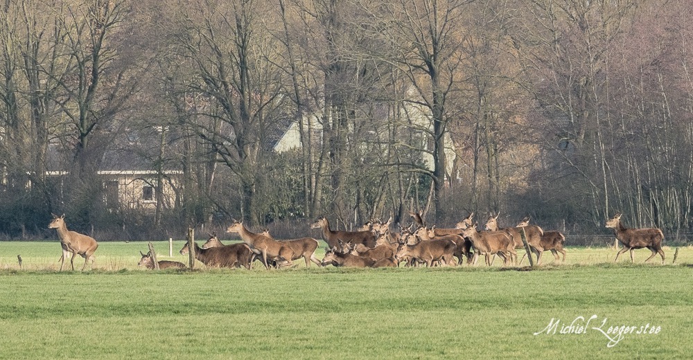 BF_Roedelherten-2039126Leuvenum TuinErmelo DNG_2039126