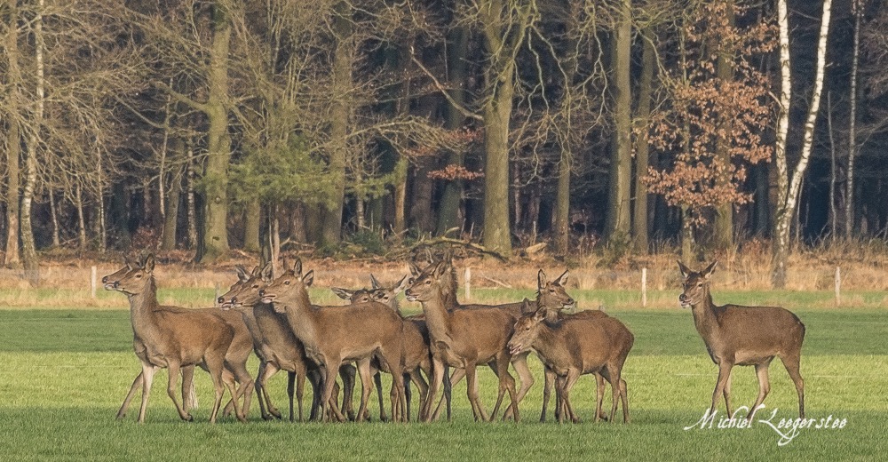 BF_Roedelherten-2039156Leuvenum TuinErmelo DNG_2039156