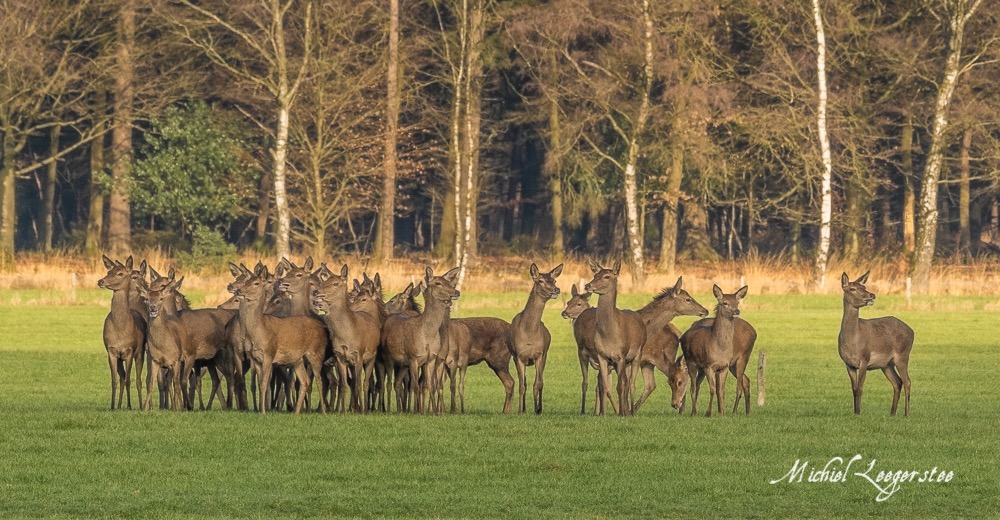 BF_Roedelherten-2039171Leuvenum TuinErmelo DNG_2039171