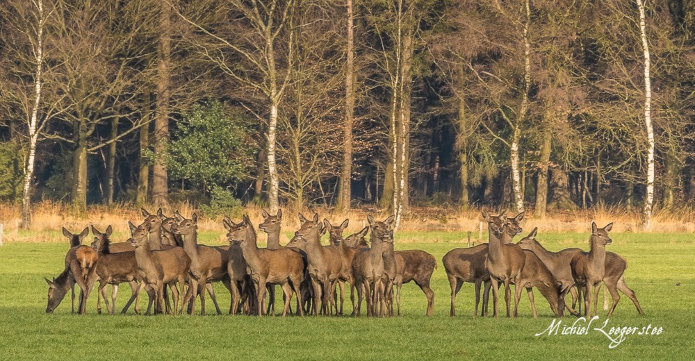 BF_Roedelherten-2039174Leuvenum TuinErmelo DNG_2039174