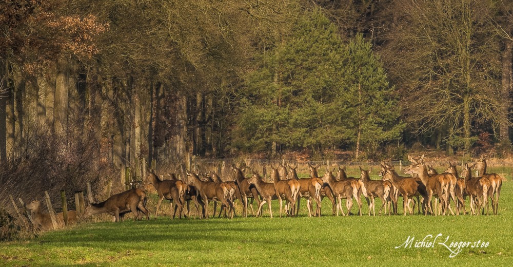 BF_Roedelherten-2039184Leuvenum TuinErmelo DNG_2039184