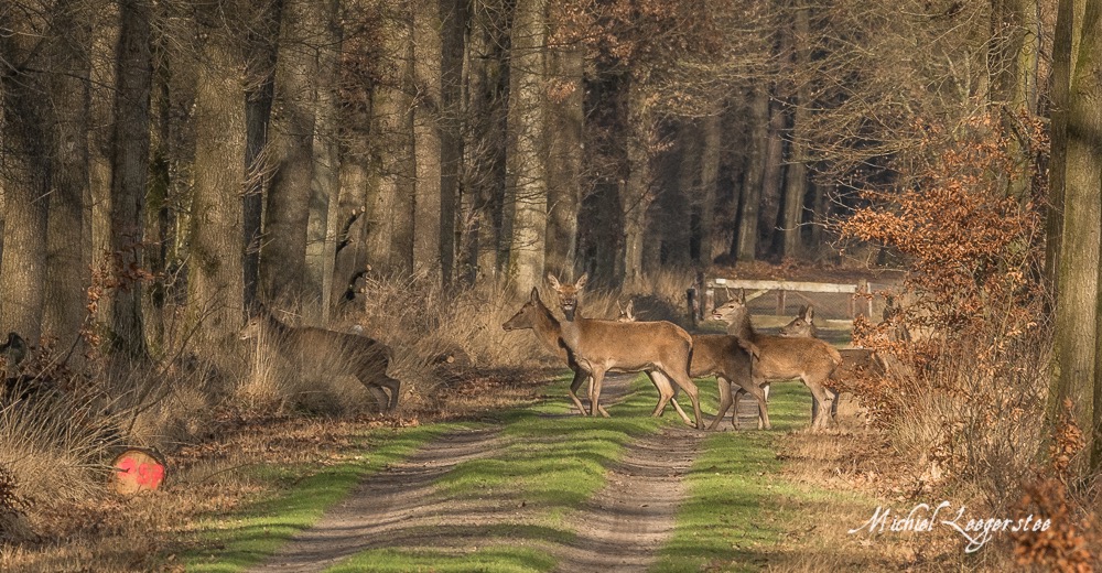 BF_Roedelherten-2039194Leuvenum TuinErmelo DNG_2039194