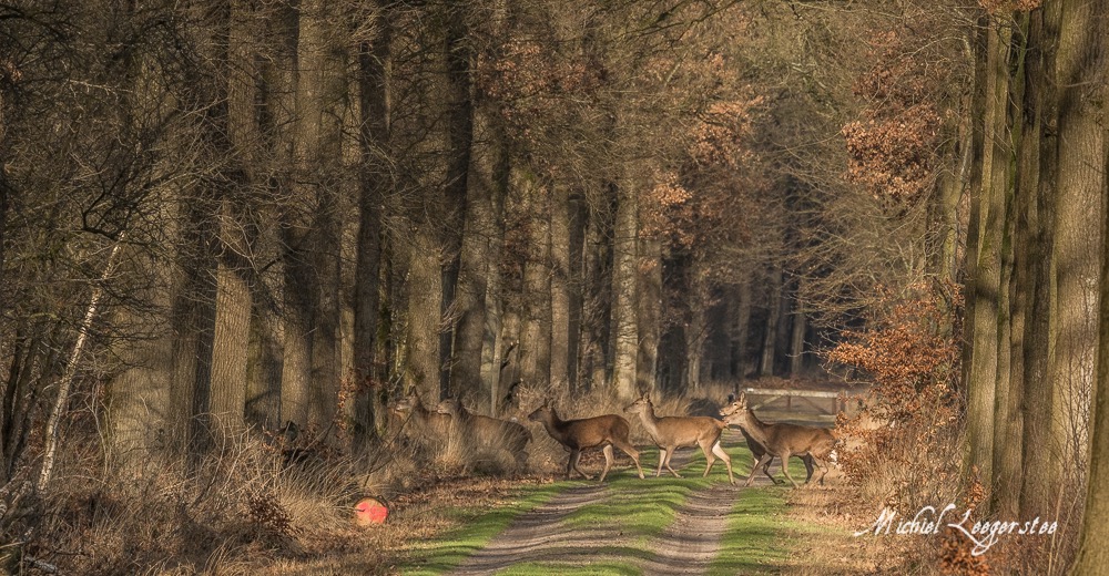 BF_Roedelherten-2039204Leuvenum TuinErmelo DNG_2039204