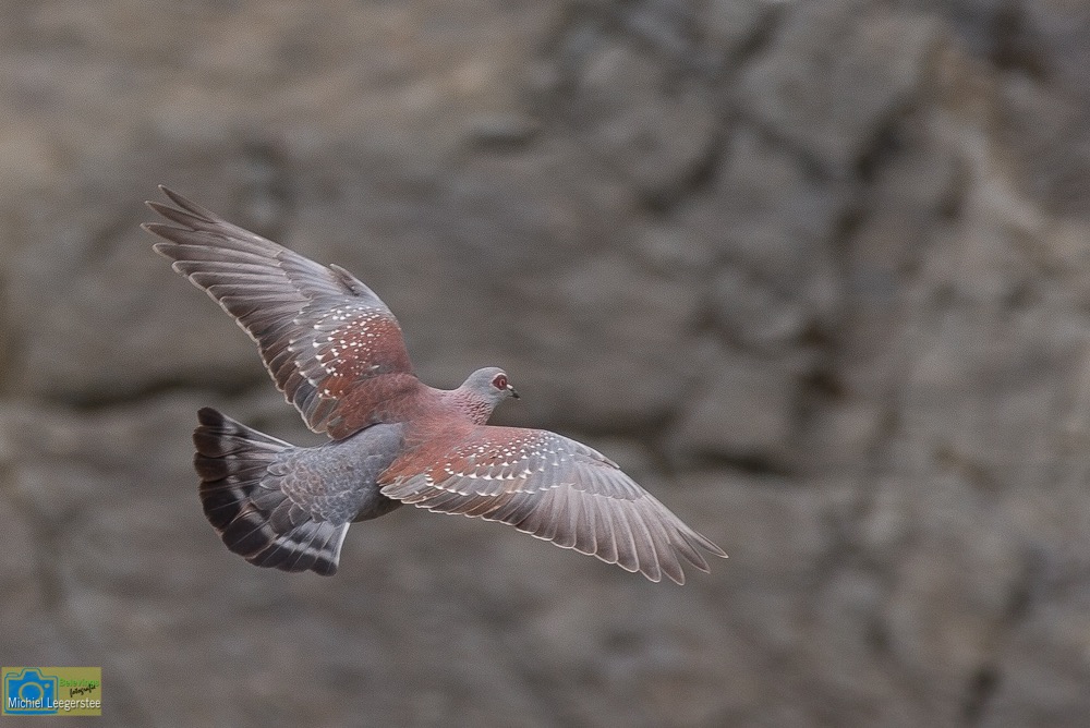 BF_Speckledpigeon-9133
