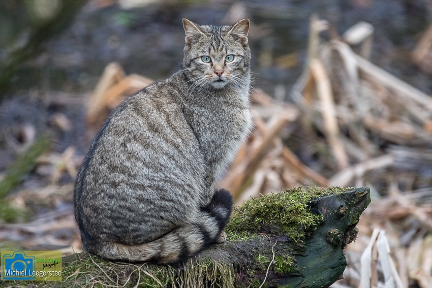 BF_WildeKatS-4922