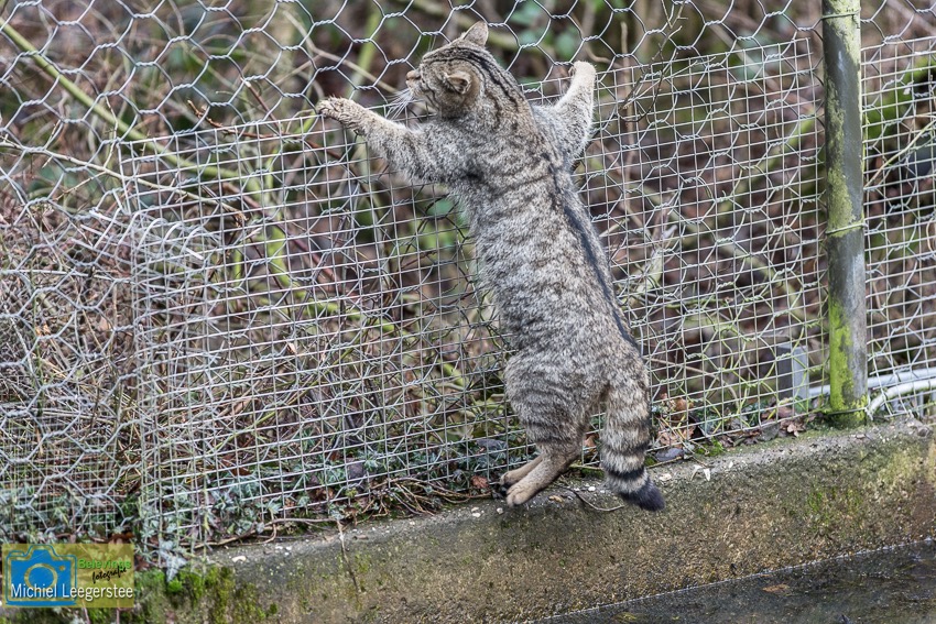 BF_WildeKatS-4931