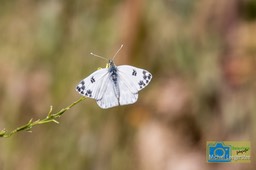 BF_witvlinder-1083