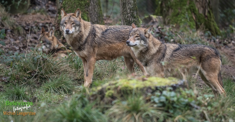 BF Wolven-153085