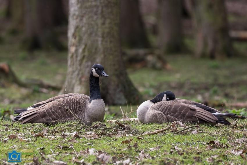 Canadese gans-8290