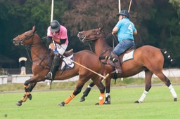 fototafel polo-0226 Edze J.B. kopie