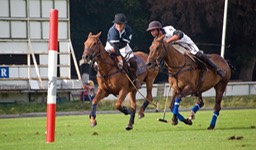fototafel polo-0355 Edze J.B. kopie