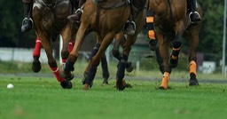 Gerard Hageman Polo-12